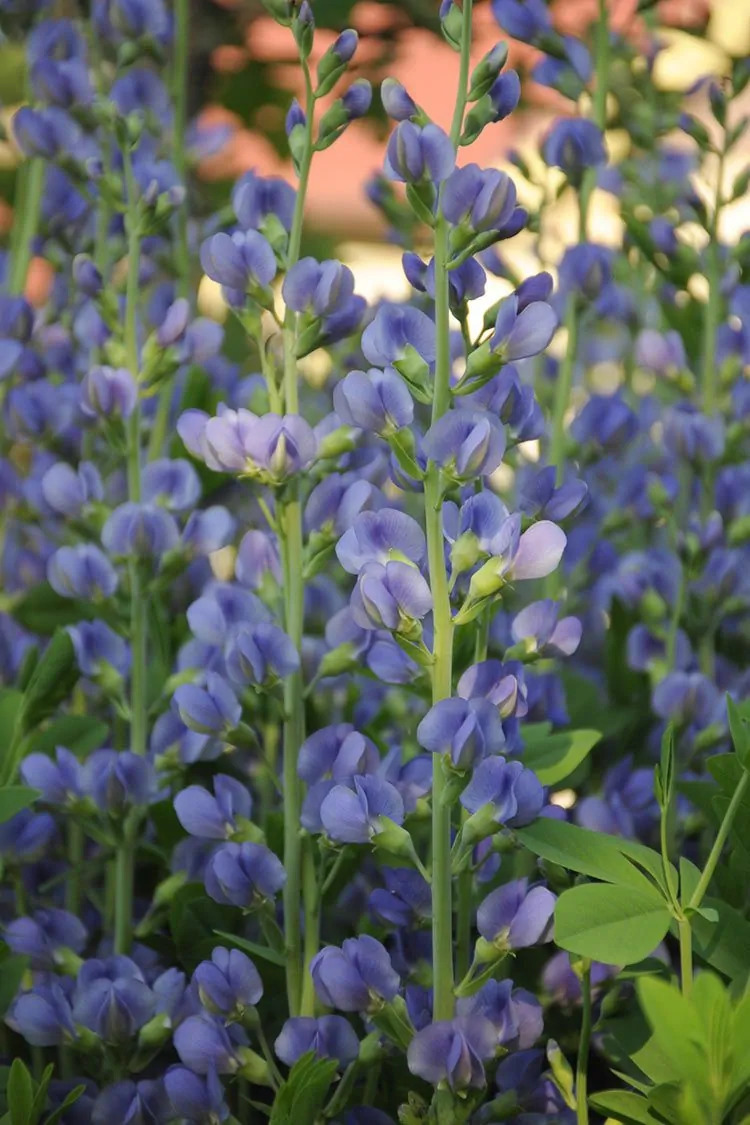 Wild Indigo - Blue (Baptisia australis)